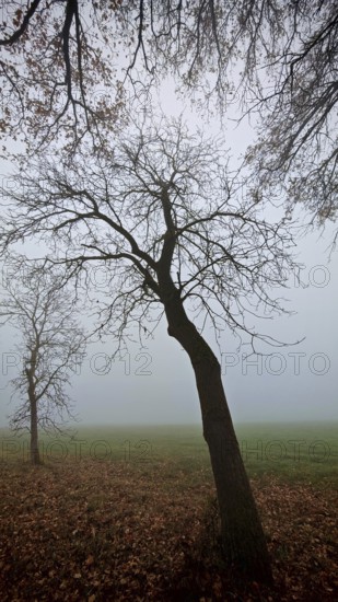 A leafless tree in a foggy, autumnal park, Frankenwald, Germany