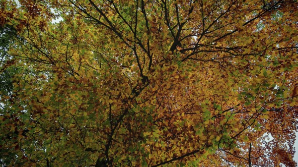 Dense treetops with yellow autumn leaves and sporadic greenery, Frankenwald, Germany