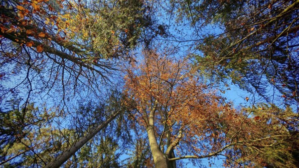 Looking up at colorful treetops against bright blue sky, Frankenwald, Germany