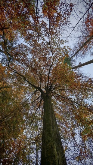 Large tree seen from below surrounded by autumn colors, Frankenwald, Germany