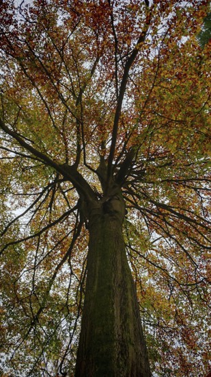 View from below of a tree with sprawling branches and autumn leaves, Frankenwald, Germany