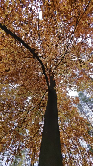 Close-up of a tree with thick orange autumn leaves, Frankenwald, Germany