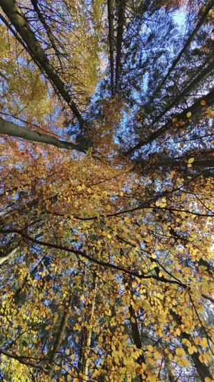 Looking up at trees with yellow autumn leaves and blue sky, Frankenwald, Germany
