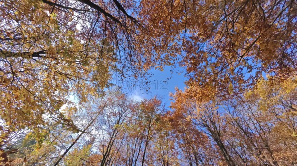 Blue sky over autumn-colored trees creates a colorful view, Frankenwald, Germany