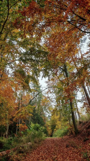 Autumn forest scene with deciduous path under colorful trees, Franconian Forest, Germany