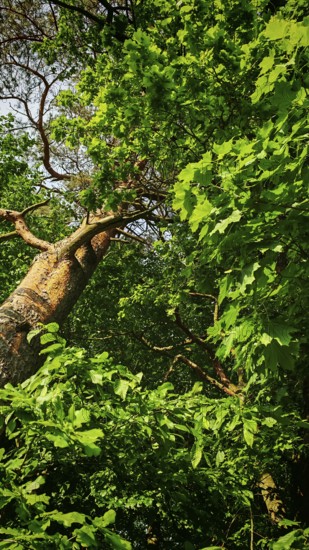 Sloping trees with thick foliage under a blue sky, Frankenwald, Germany