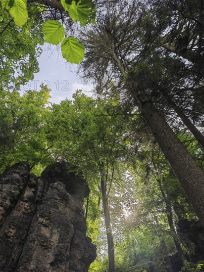 Rock formation under tall trees in a green summer forest with sunlight, Franconian Switzerland, Germany