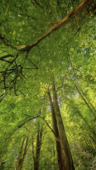 Dense forest with tall trees, viewed from below in perspective, Franconian Switzerland, Upper Franconia