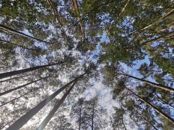 View upwards, sky between the treetops of a tall pine forest with white cloudscape, Franconian Forest, Germany