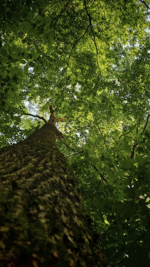 Tall tree with thick green foliage, view from below, Frankenwald nature park Park, Germany