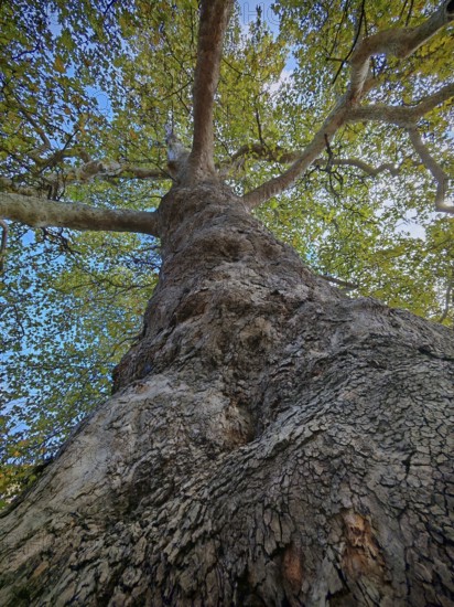 Perspective from below on massive tree trunk with branched branches, plane tree (Platanus), Prizren, Kosovo