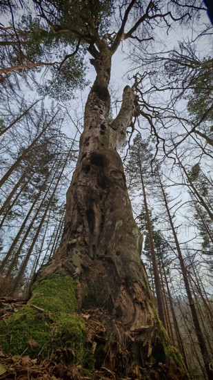 An old, sturdy tree trunk in a forest, Thuringian Forest