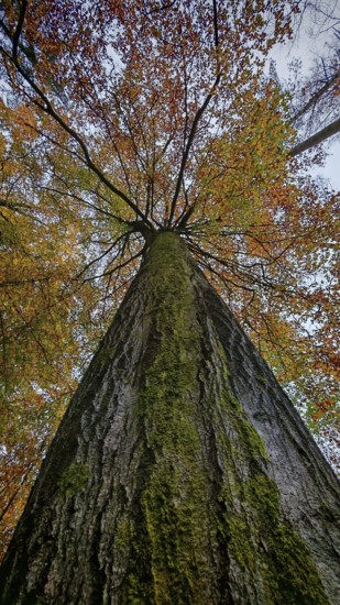 Close-up of a mossy tree trunk transitioning into autumn leaves, Rennsteig, Frankenwald, Germany