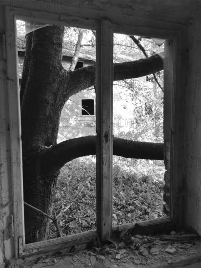 A black and white image of a window with a tree that extends inwards, in an abandoned house, ruin, Thuringian Forest