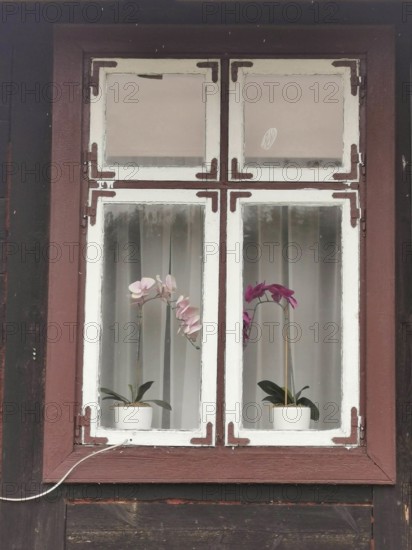 A window with two orchids in white pots, framed by a brown wooden frame, High Tatras, Poland