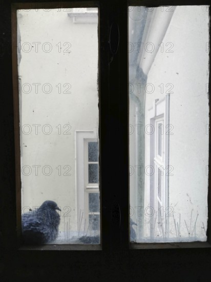 A dove sits on an old window sill and looks into a courtyard