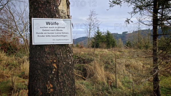 Forest with a tree trunk bearing a warning sign for wolves