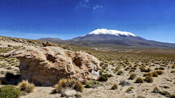 Stone and plants in front of a majestic snow-capped mountain under clear skies, The landscape of the Altiplano in Bolivia