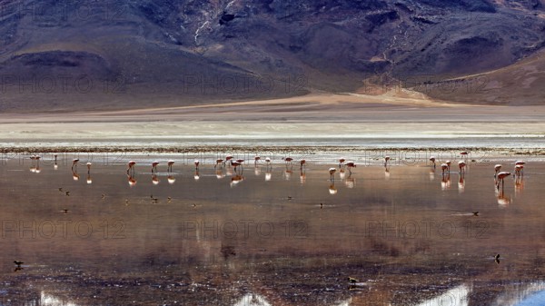 A group of flamingos stands in the water of a vast desert landscape against a mountainous backdrop, The James flamingo in the Laguna Colorada in the Altiplano Bolivia (Phoenicoparrus jamesi)