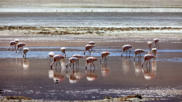 Flamingos wading in the shallow water of a desert landscape, their reflections mirrored in the water, The James flamingo in the Laguna Colorada in the Altiplano Bolivia (Phoenicoparrus jamesi)