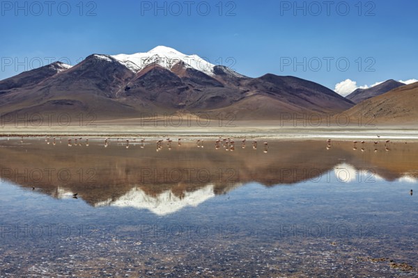 Mountain peak with snow cover reflected in the lake under clear blue sky, Laguna Colorada in the Altiplano in Bolivia