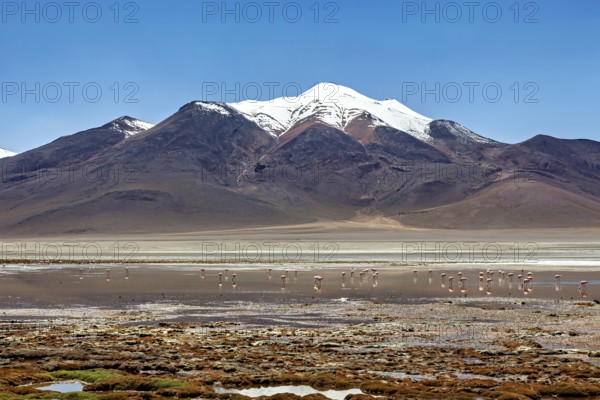 Snowy mountains with flamingos on a salt lake surrounded by quiet desert landscape, The landscape of the Altiplano in Bolivia