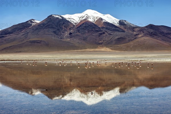 A snow-covered mountain range is reflected in a shallow lake with flamingos in a vast desert landscape, the Laguna Colorada in the Altiplano in Bolivia