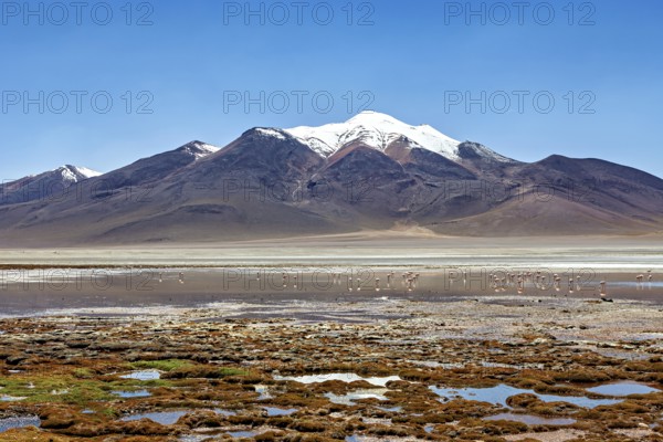 Snowy mountain and salt lake with flamingos in a peaceful, natural setting, The Altiplano landscape in Bolivia
