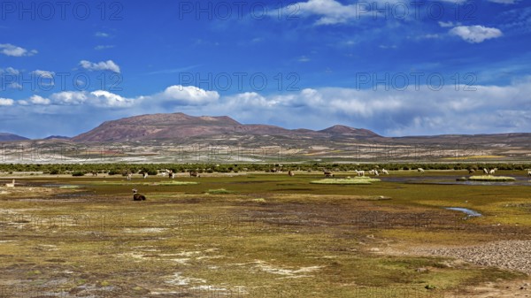 Green plain with grazing llamas under a bright blue sky and mountain backdrop in the background, The landscape of the Altiplano in Bolivia