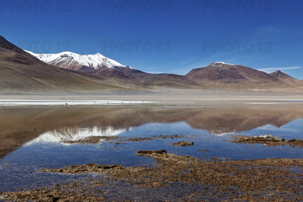 A calm lake reflects snow-capped mountains surrounded by desert-like, open spaces under a clear sky, The Laguna Colorada in Altiplano in Bolivia