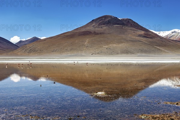 Single mountain with snowy peaks reflecting calmly in the lake under a blue sky, Laguna Colorada in Altiplano in Bolivia