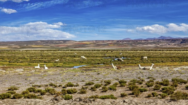 Wide pasture area with llamas in the foreground and a mountain range in the background under clear skies, The landscape of the Altiplano in Bolivia