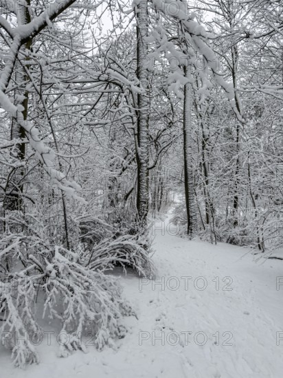 Snow-covered trees in forest in Ystad, Skåne County, Sweden, Scandinavia