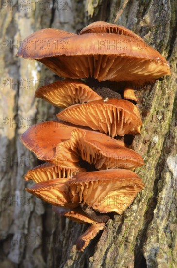 Sulphur Polypore (Laetiporus sulphureus) on tree trunk in Skåne county, Sweden, Scandinavia