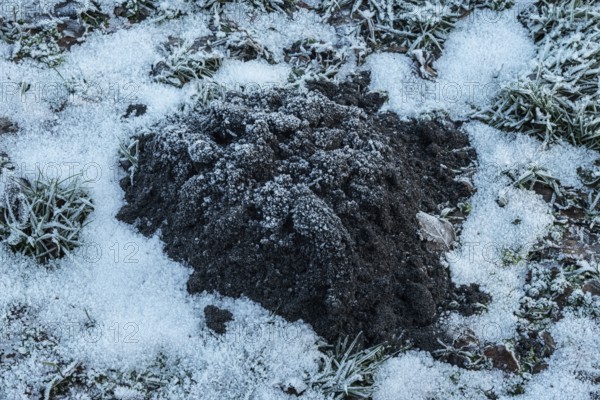 Molehill in snow-covered lawn in Ystad, Skåne County, Sweden, Scandinavia
