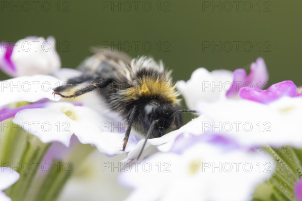 Buff tailed bumblebee (Bombus terrestris) adult bee insect on a garden flower in summer, England, United Kingdom