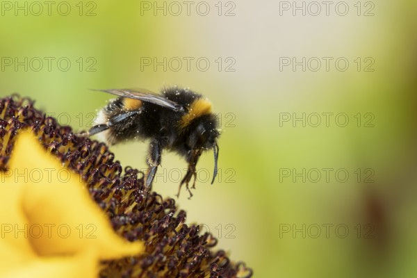 Buff tailed bumblebee (Bombus terrestris) adult bee insect on a garden sunflower flower in summer, England, United Kingdom