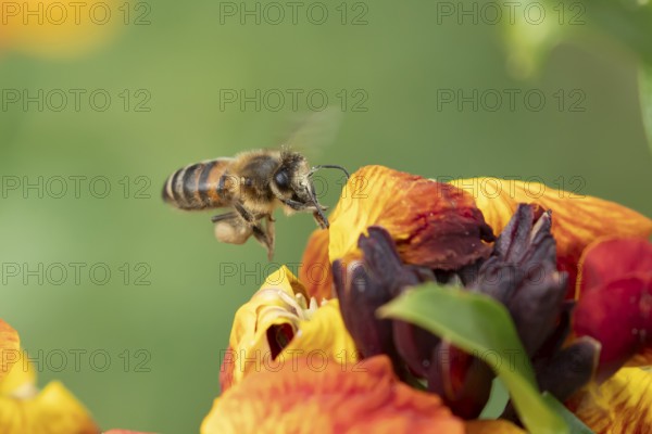 European honey bee (Apis mellifera) adult insect flying towards a garden Wall flower in spring, England, United Kingdom