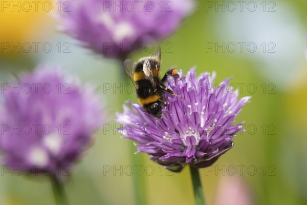 Buff tailed bumblebee (Bombus terrestris) adult bee insect feeding on a garden Chives flower in summer, England, United Kingdom