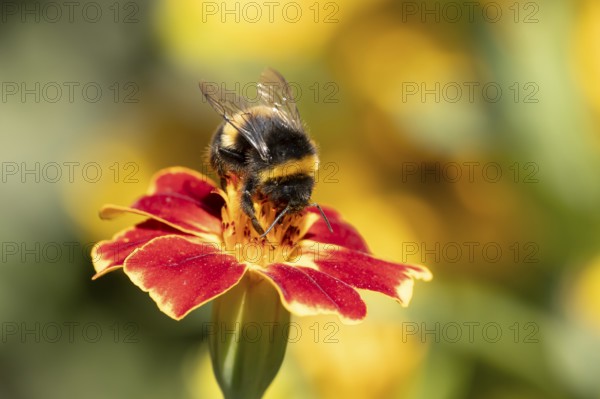 Buff tailed bumblebee (Bombus terrestris) adult bee insect feeding on a garden French marigold flower in summer, England, United Kingdom