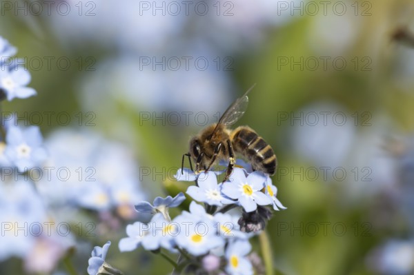 European honey bee (Apis mellifera) adult insect feeding on a garden Forget-me-not flower in spring, England, United Kingdom