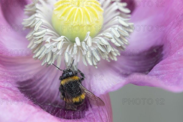 White tailed bumblebee (Bombus lucorum) adult bee insect feeding on a garden opium poppy flower in summer, England, United Kingdom