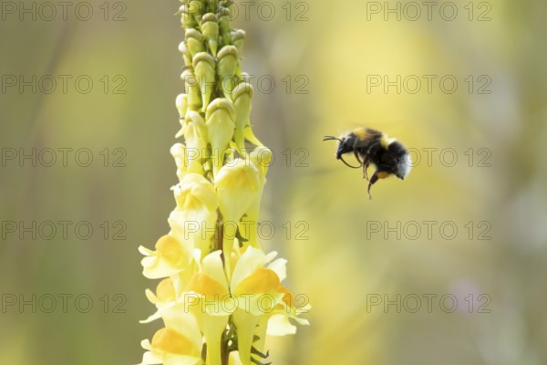 White tailed bumblebee (Bombus lucorum) adult bee insect flying towards yellow garden Toadflax flowers in summer, England, United Kingdom