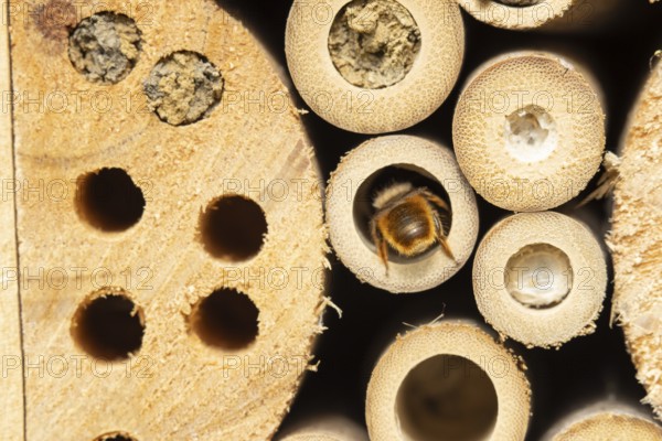 Red mason bee (Osmia bicornis) adult insect entering a hole on a bee or bug hotel in summer, England, United Kingdom