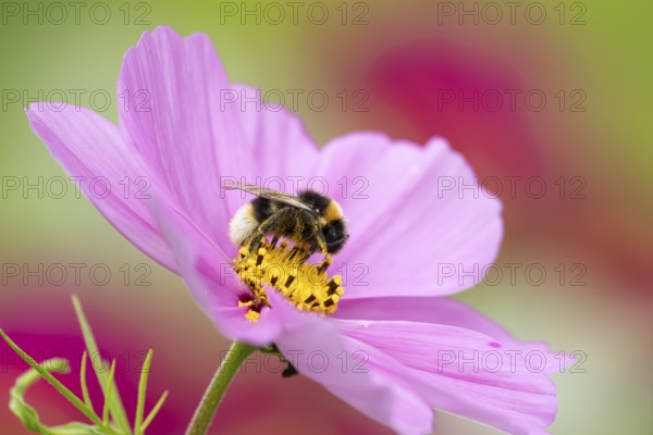 White tailed bumblebee (Bombus lucorum) adult bee insect feeding on a garden Cosmos flower in summer, England, United Kingdom