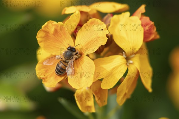 European honey bee (Apis mellifera) adult insect feeding on a garden Wall flower in spring, England, United Kingdom