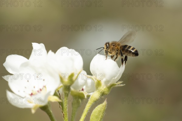 European honey bee (Apis mellifera) adult insect feeding on a apple tree blossom in spring, England, United Kingdom