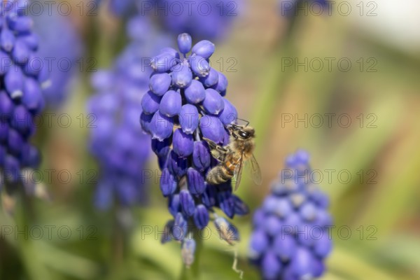 European honey bee (Apis mellifera) adult insect feeding a garden blue Grape hyacinth or muscari flower in spring, England, United Kingdom