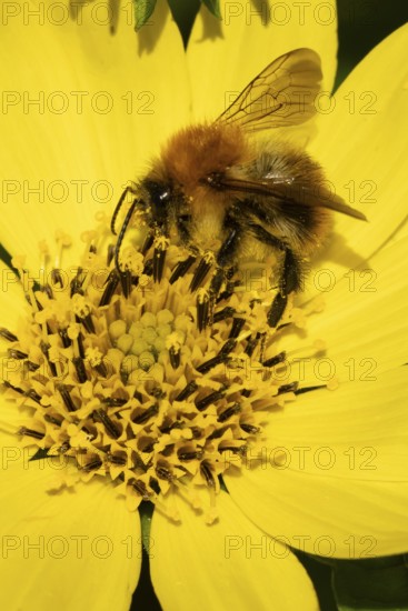 Common carder bumblebee (Bombus pascuorum) adult bee insect feeding a garden yellow Cosmos flower in summer, England, United Kingdom