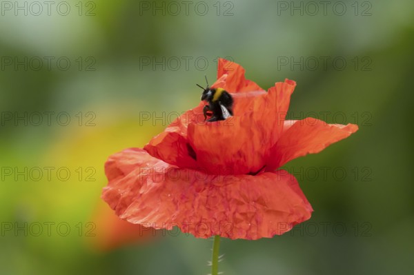 White tailed bumblebee (Bombus lucorum) adult bee insect on a garden red field poppy flower in summer, England, United Kingdom
